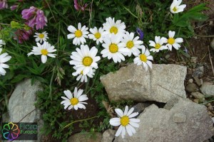 Leucanthemopsis alpinum (2)